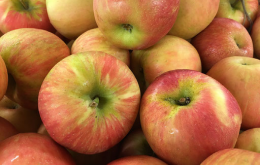 NEWSLETTER apples