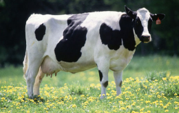 NEWSLETTER Dairy